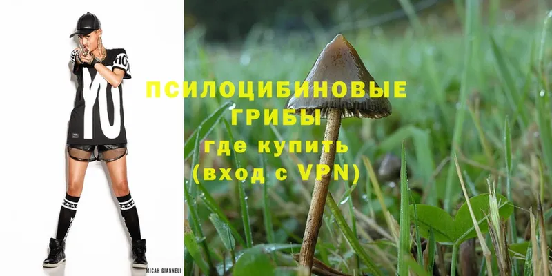 Галлюциногенные грибы Psilocybe  Зеленокумск 